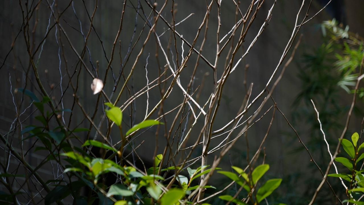 Get It Growing: It’s a good time to remove freeze-damaged branches 